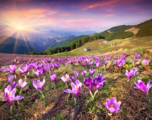 36535685 - blossom of crocuses at spring in the mountains. colorful sunset.