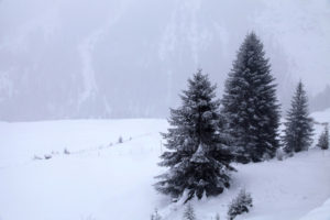 37436841 - snowstorm over mountains and spruce trees in winter, alps, switzerland