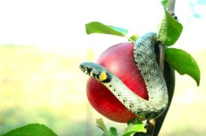 10525295 - snake on a red apple