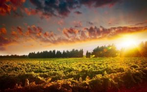 12880002 - stunning sunset landscape of grape field