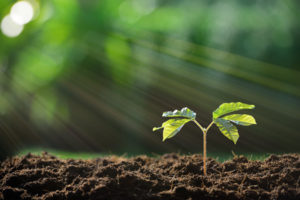 47349259 - young plant in the morning light on nature background